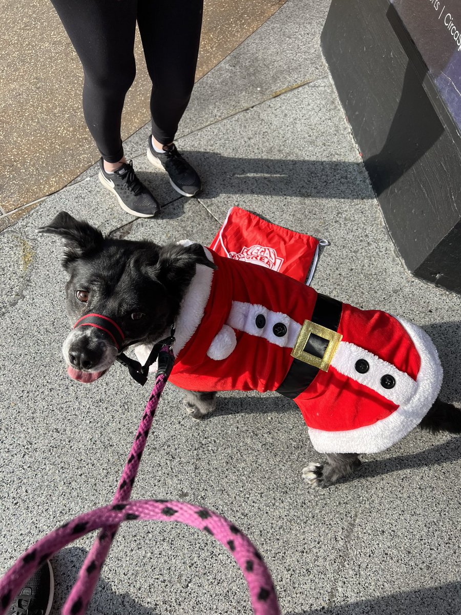 KaraRutkin's tweet photo. Happy @LVSantaRun! As always, we had a great time joining the 1000s of Santas that take over @FSELV to support @OppVillageLV. And it was my 9th year participating (and Kiki’s 4th!)! #RunSantaRun https://t.co/Pt7422c04x