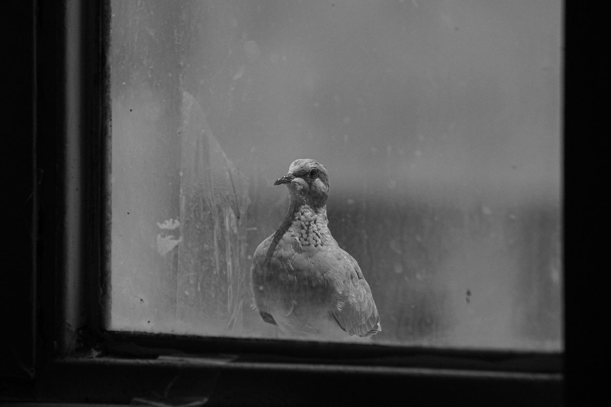Taher_MAT1987's tweet photo. The moment the madness begins!

In legends, it is said that a young boy kills his brother due to greed and suspicion, and then he realizes his mistake and becomes regretful and mad.
He turns into a pigeon and frantically searches for his brother and calls him!
 #nft
Link below⬇️ https://t.co/ZuMaZLaoT9