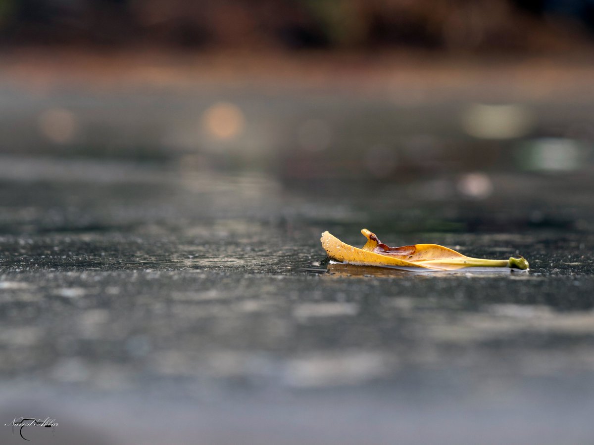 kahanisaaz's tweet photo. RAIN IN MY HEAD
click by @Naveeedakbar 
 
#rain #rainyday #road #leaf #leafphotography #yellow #yellowleaf #rainyroad #enjoyrainyday #enjoyrains☔️ #rainsinpakistan #raininmyhead  #rainonmyface #raininmyeyes #raininmycity #raininmymind #raininmyheart #raininmygarden #rainonmysoul https://t.co/Y7TPTNRUjC