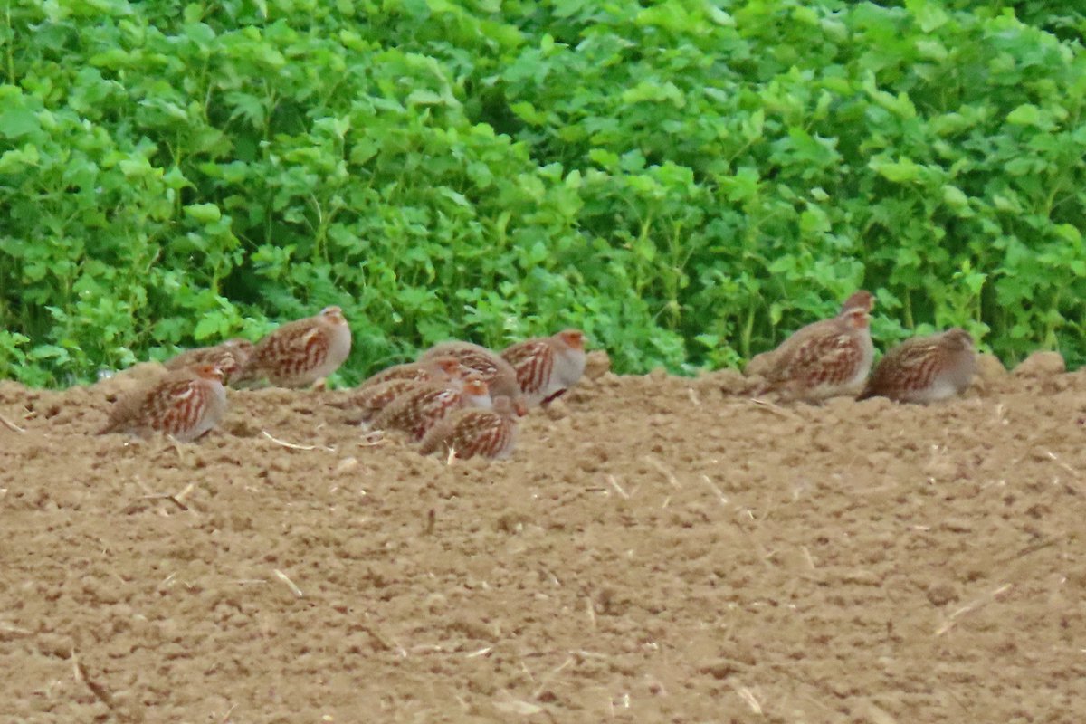 #BirdsSeenin2022

#PATRIJZEN

Gezien 08-11-2022 bij Geulle aan de Maas aan de rand van akkerland.

<a href="/vogelnieuws/">Vogelbescherming NL</a> <a href="/waarneming/">Waarneming.nl</a> @sovon <a href="/VroegeVogels/">Vroege Vogels</a> <a href="/Britnatureguide/">The British Nature Guide</a> 

#greypartridge #perdixperdix #patrijs