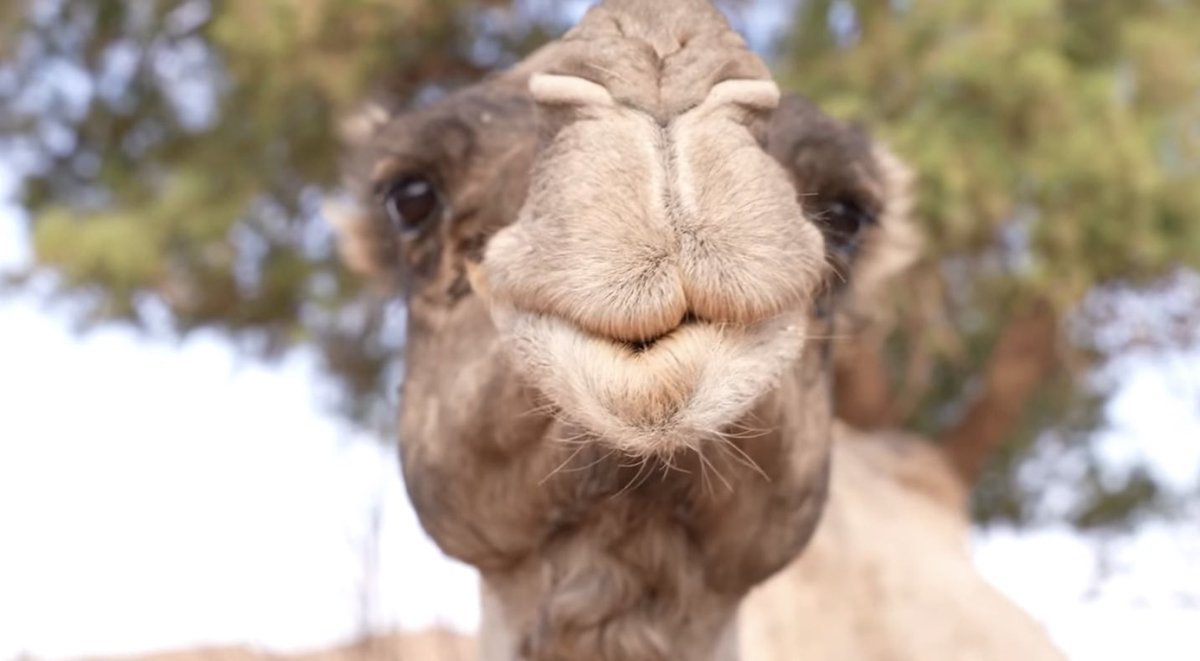 EncoreUnTwittos tweet media