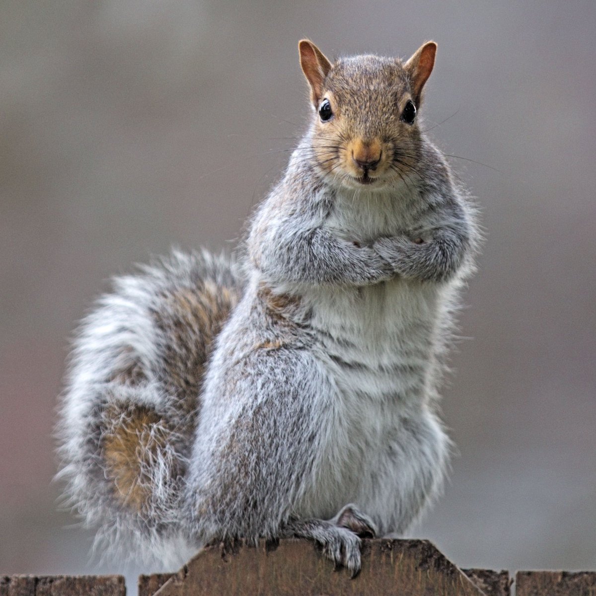 Weather Squirrel tweet media