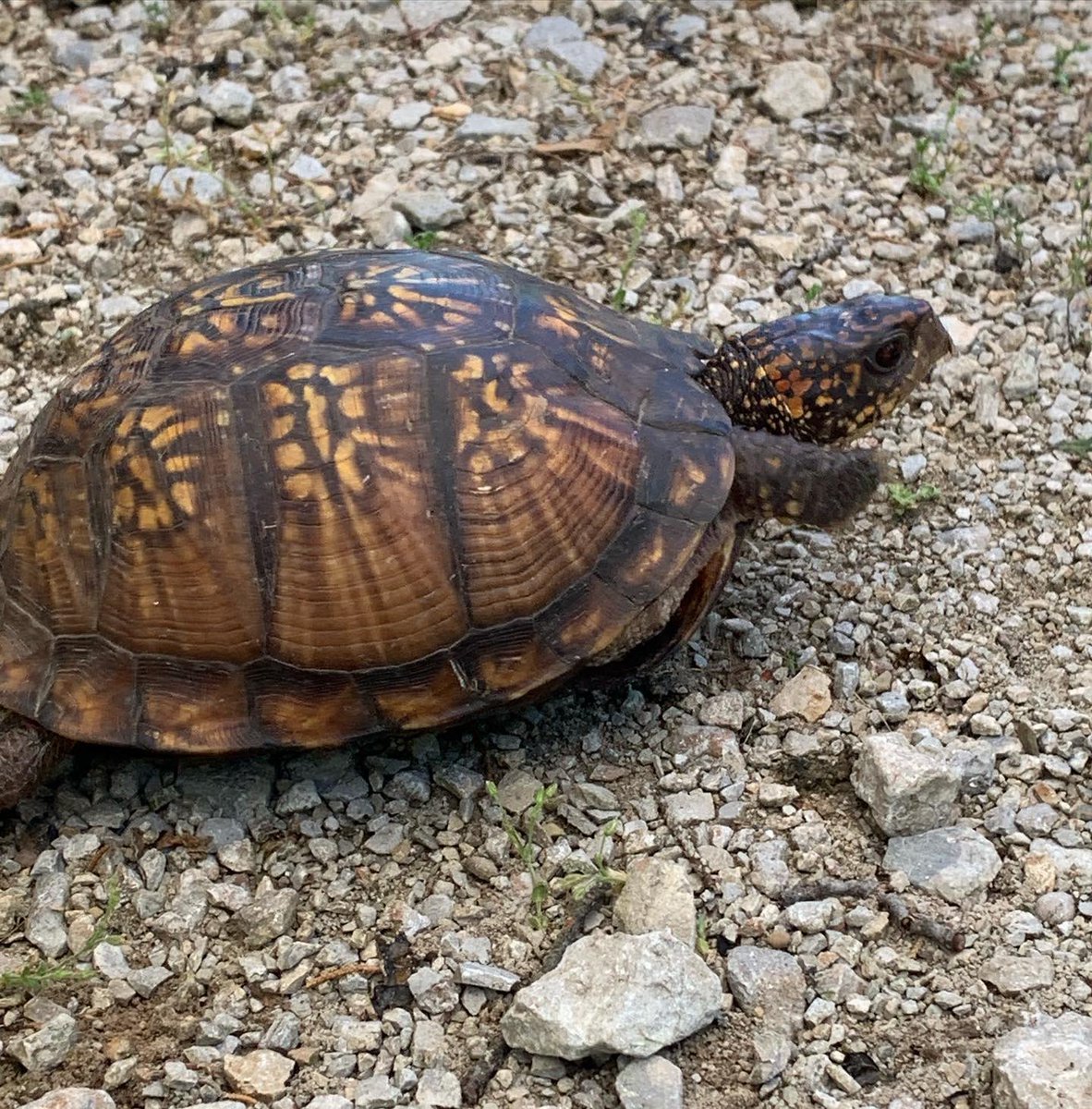 WildlifeEpiLab's tweet photo. Worried about being on the naughty list this year? Don’t worry. Changing from bad to good is as easy as taking your first steps! https://t.co/sl6OZttQdM