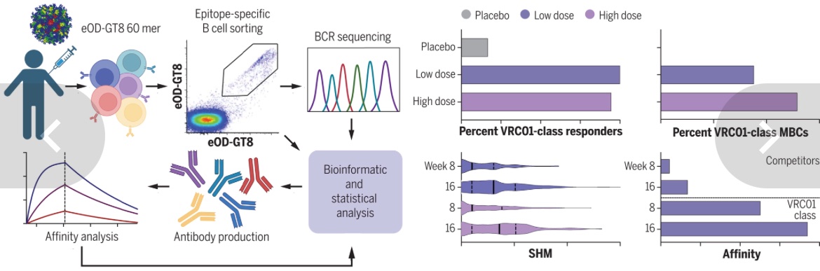 K_KalantarZadeh's tweet photo. HIV vaccine: the results of a phase 1 clinical trial showing that a germline-targeting priming immunogen was safe and feasible and induced targeted bnAb-precursor responses in 97% of vaccine recipients at substantial frequencies in each individual

https://t.co/W9W2TI1cAK https://t.co/jKmQ62rAf8