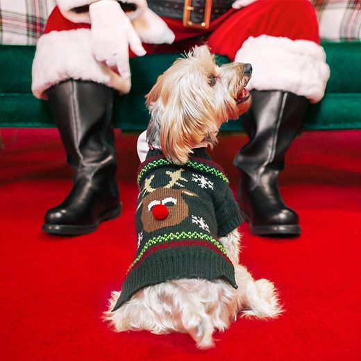Last Call for Pet Photos with Santa! This Monday, December 5th from 4 - 7PM. Bring your furry friends dressed in their holiday best and capture lasting memories with the Big Guy in Red! 🎅 🐶 🐱 Learn more: bit.ly/3umsA3o