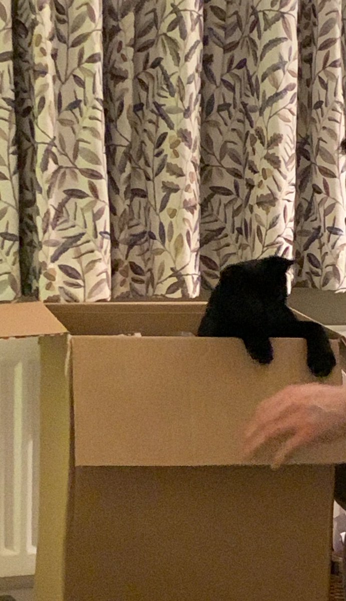 Finally Christmas in the Hawkins-Callen household paint brush ornament seemed appropriate for this year along with the tactful placement of soft decoration for Christmas with a 8 month old kitten! However he is enjoying the boxes