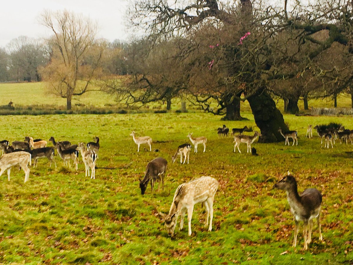 jennyeclair's tweet photo. 3rd day advent calendar pic #deer #gettingreadyjustincase https://t.co/PUvMcoMg28