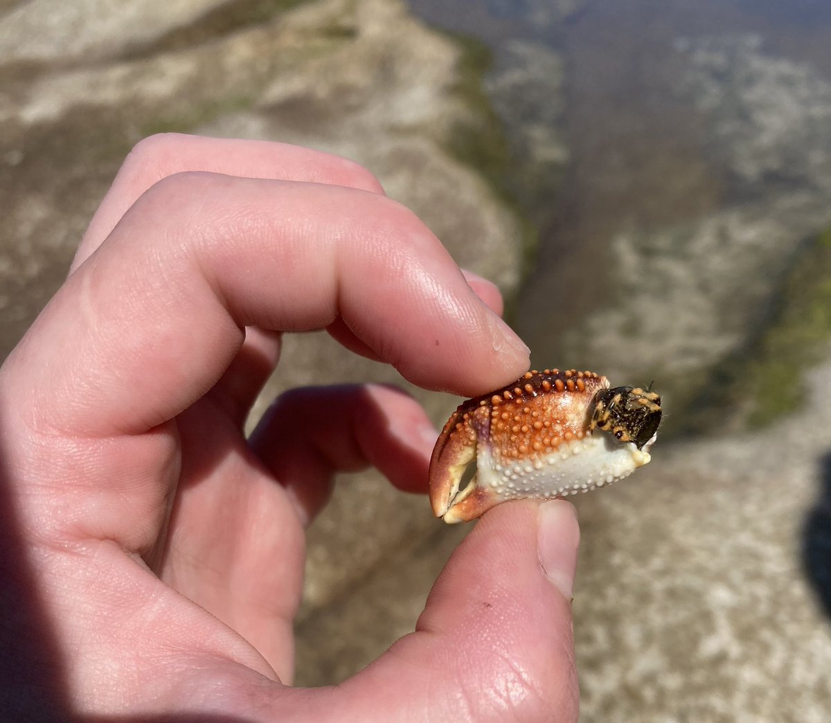 When you get REALLY into the #Crustmas spirit 😂

This hermit-crab-in-a-crab-claw was one of my favourite beach finds this year 🦀