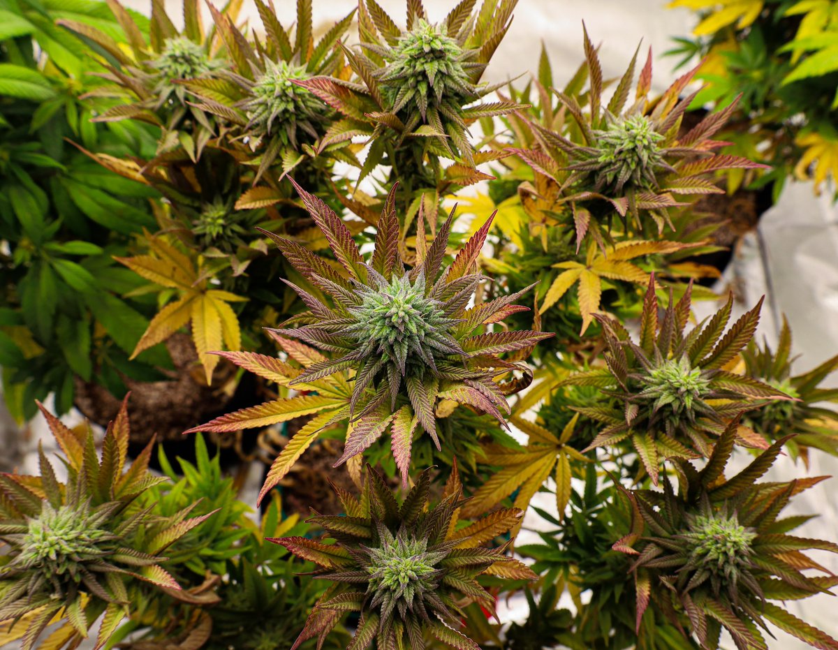 ProjƐct 22 carrying the F2's 
Only fed microbes and one dose of recharge. Under <a href="/GrowersChoice_/">Growers Choice Horticultural Lighting</a> ROI E720 l. She's a beauty

#cannabis #vetshelpingvets