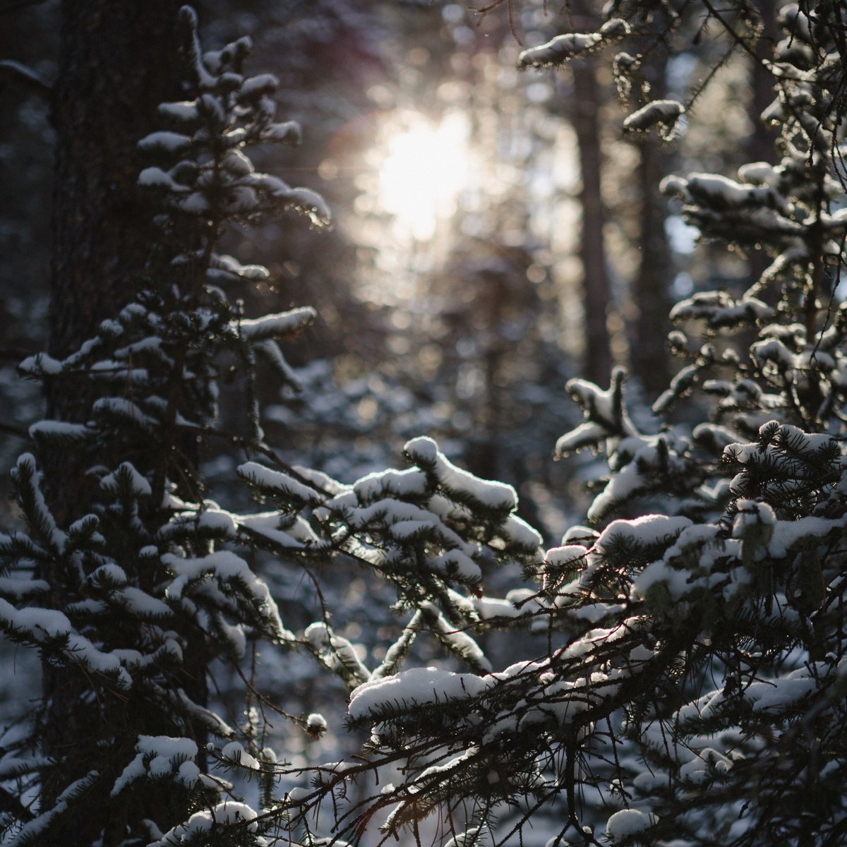 "O Come O Come Emmanuel" is now available for streaming. Cover art by Joe Dudeck. In the opening of the track, you'll hear the spooky music box I played as a child. 

A blessed Advent to you.
 open.spotify.com/album/4Yjm40X1…

music.apple.com/us/album/o-com…

joetography.us