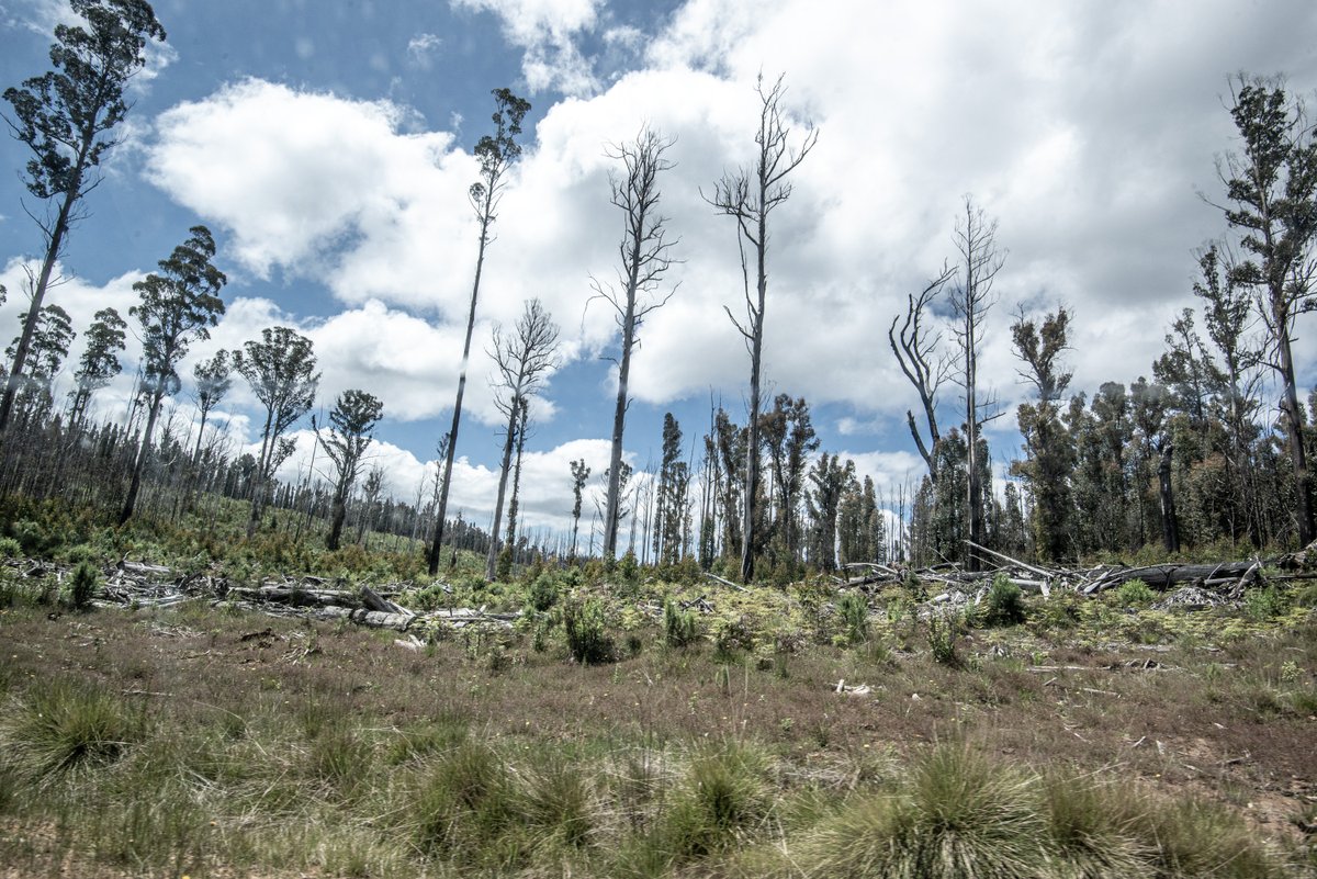 FriendsBats's tweet photo. #GunaiKurnaiCountry: Bruthen to Mt Dow, Engineers Rd. The old intact forests survive fires, but regrowing coupes and remnant trees have been incinerated in firestorms and reset to zero. #AfterTheLogging #ItDidntGrowBack #PlanActSurviveStopLogging https://t.co/PQ4KwuRo3q