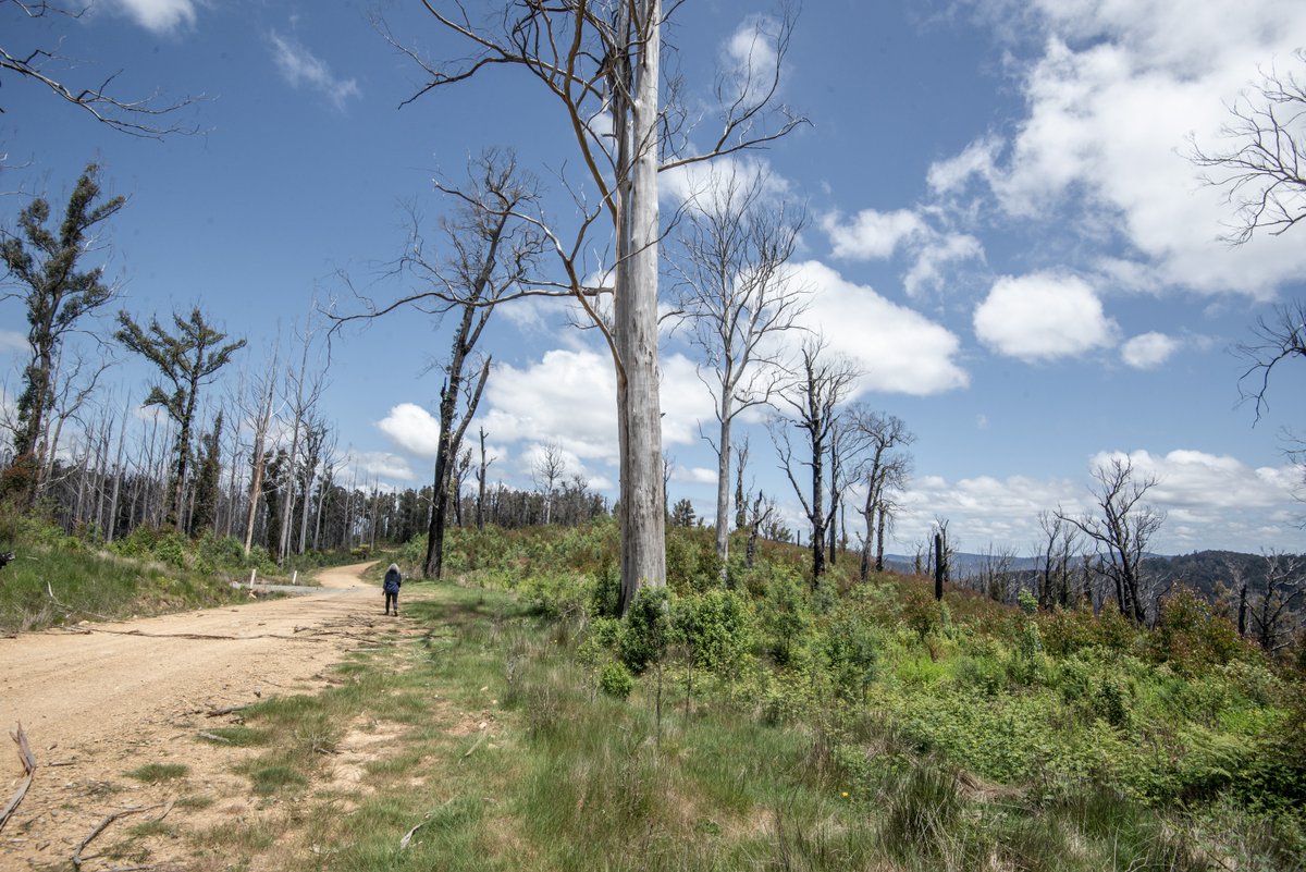 FriendsBats's tweet photo. #GunaiKurnaiCountry: Bruthen to Mt Dow, Engineers Rd. The old intact forests survive fires, but regrowing coupes and remnant trees have been incinerated in firestorms and reset to zero. #AfterTheLogging #ItDidntGrowBack #PlanActSurviveStopLogging https://t.co/PQ4KwuRo3q