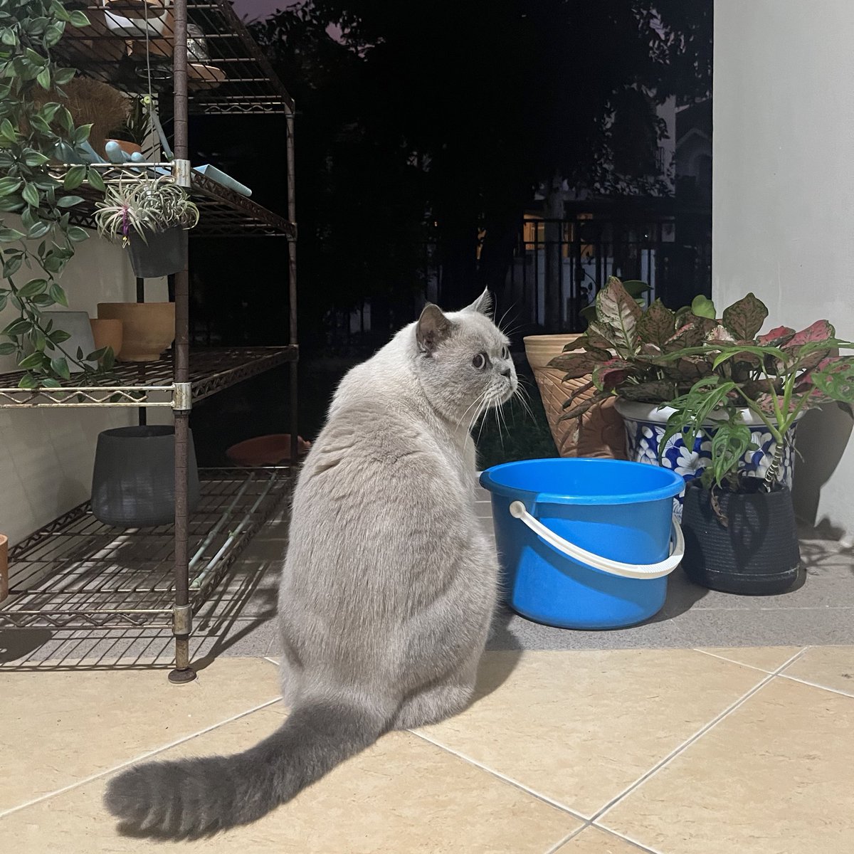 Michael_le_chat's tweet photo. อะยุนซะหวัด😸 https://t.co/oWLjt9iFf6