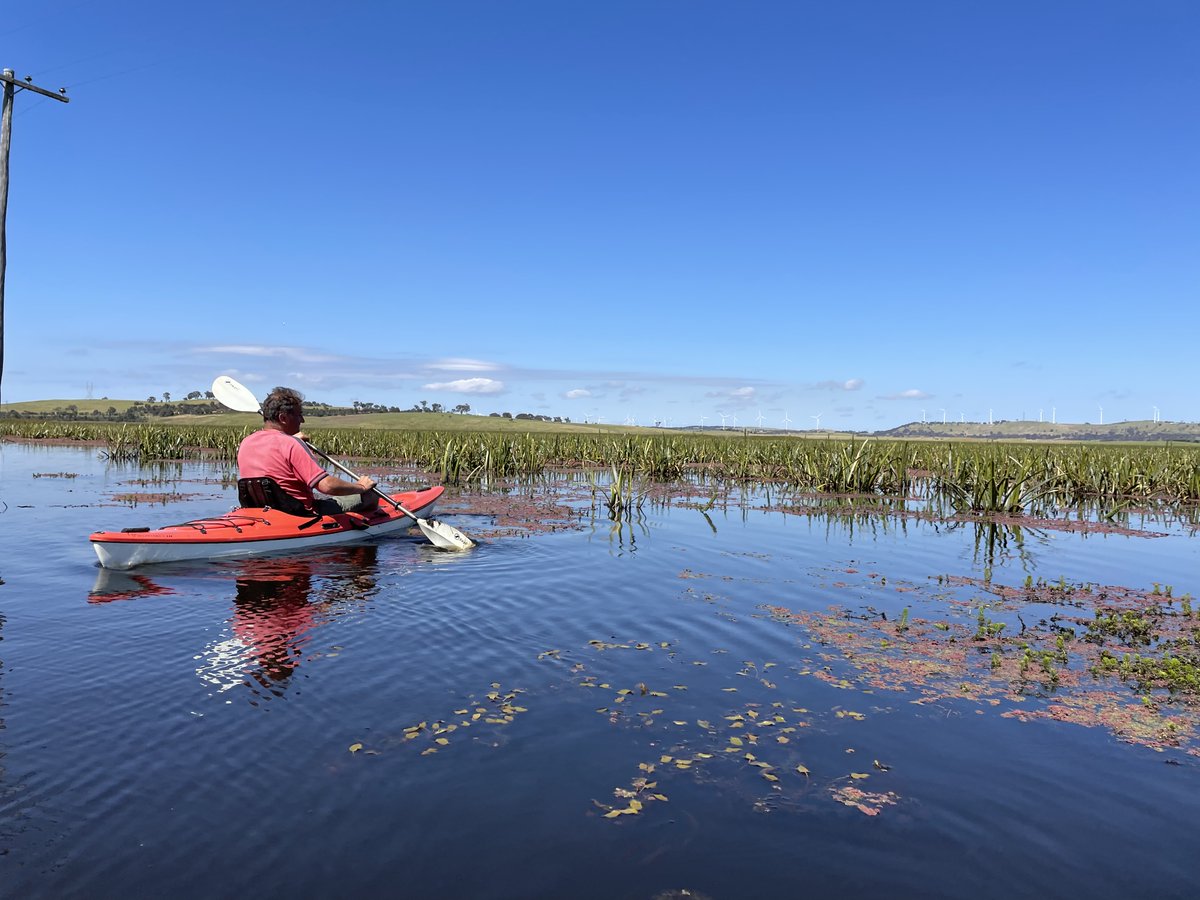 Mary Bonet (@connectivityc) on Twitter photo Early morning paddle on the #Breadalbane wet lagoon in Beautiful #Ngunnawal country - So much water & absolutely teeming with life. Early morning paddle on the #Breadalbane wet lagoon in Beautiful #Ngunnawal country - So much water & absolutely teeming with life.