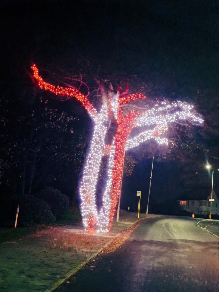 N0TINSERVICE's tweet image. My favourite tree 😍 
Only seen on the way back to the depot 
#notinservice 😉
#TreeClub