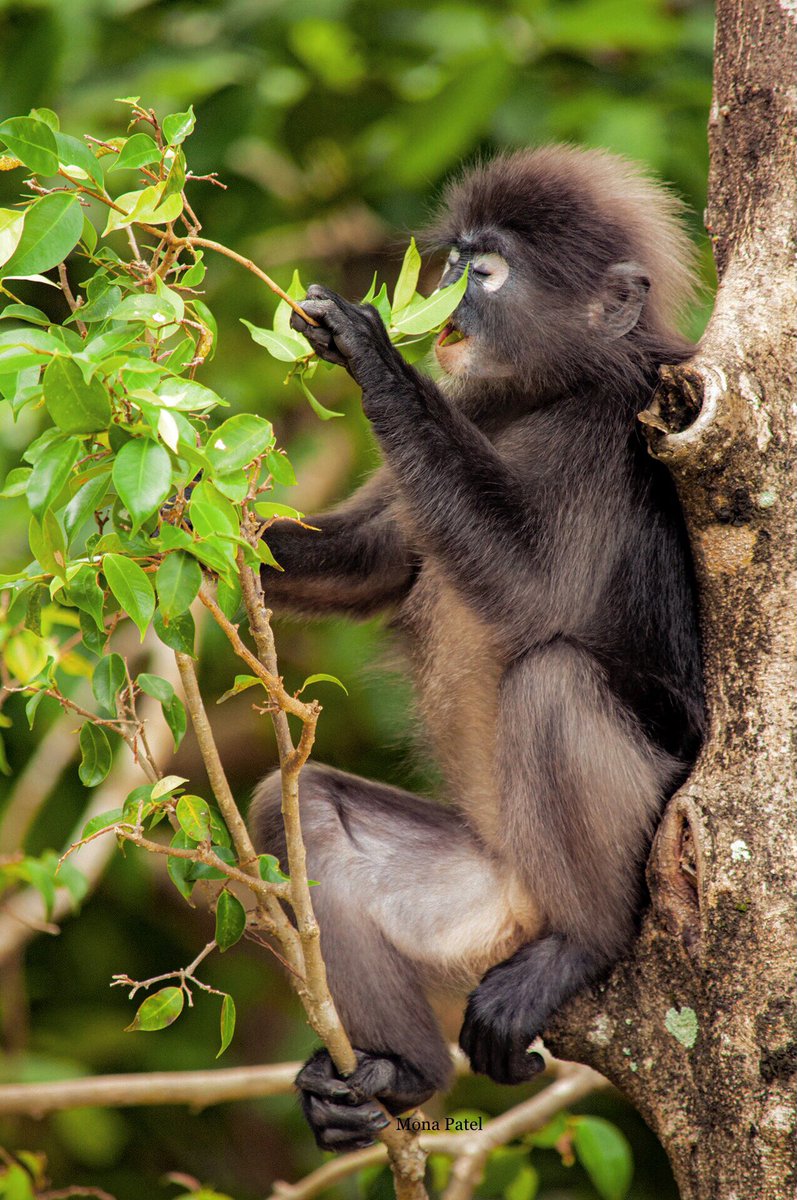 MonaPatelT's tweet photo. The dusky leaf monkey plays a major role in the ecology of the forest.They are important for the dispersion of seeds as they thrive primarily on foliage. Our Farmers of the Forest.🌳
#BBCWildlifePOTD #ThePhotoHour
#Mangroves https://t.co/3b3xQUOCND