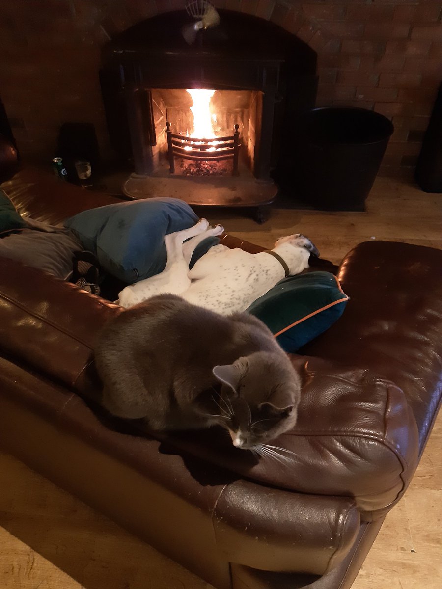 Dogs do love their comfort 😁