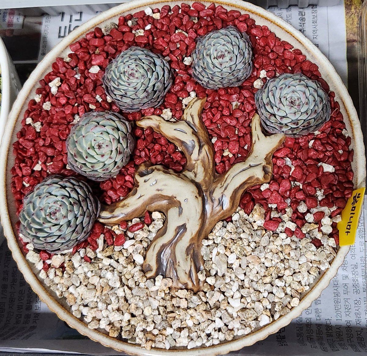 dabeemam's tweet image. 다육이로 꾸미는 다육아트
블루미니마가 솔방울같옹🤭🤭
#다육이 #다육아트 #블루미니마