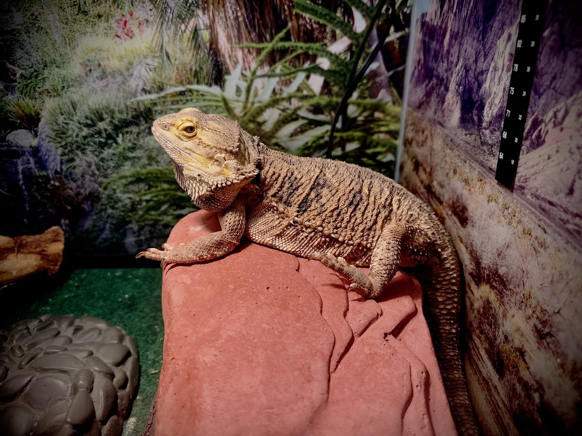 🦎 Bando tweet media