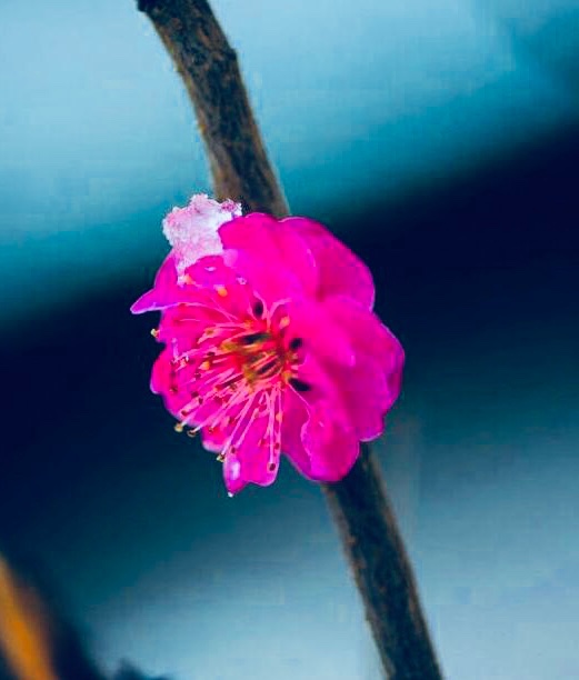 QingFeng1023's tweet photo. 小重山

一朵梅花一朵苏。雪来时候去时无。
凉生清静紫茶壶。平湖月、谁画百香图。

落笔练工夫。了然非细语、是江湖。
一枝独秀一枝朱。怎奈了、玉骨作兵符。 https://t.co/qKsHTgoJBX
