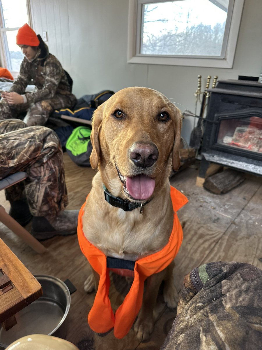 hendribyro's tweet photo. @LorenzJustin This is Scouts first time at deer camp. No idea what to think https://t.co/bJGSx2jcQm