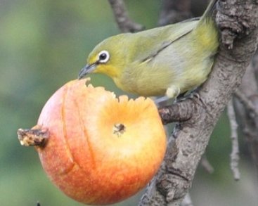 rmbobbio's tweet photo. @elonmusk bird eating Apple @elonmusk https://t.co/ReseQXQ8Dz