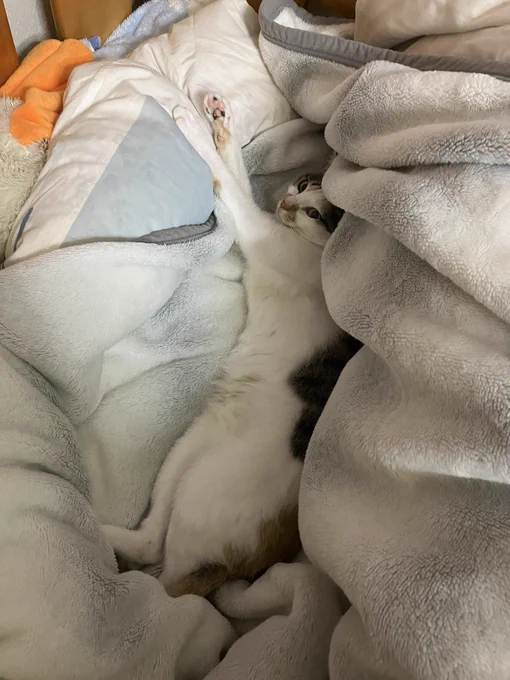 我が家の猫です(唐突) 