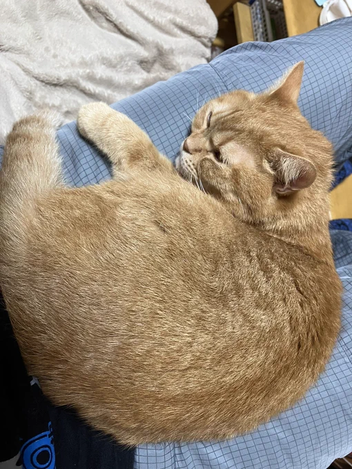 我が家の猫です(唐突) 