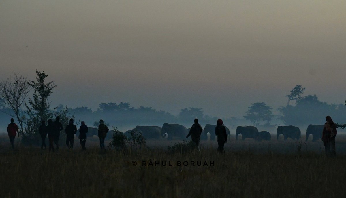 Man Elephant Conflict