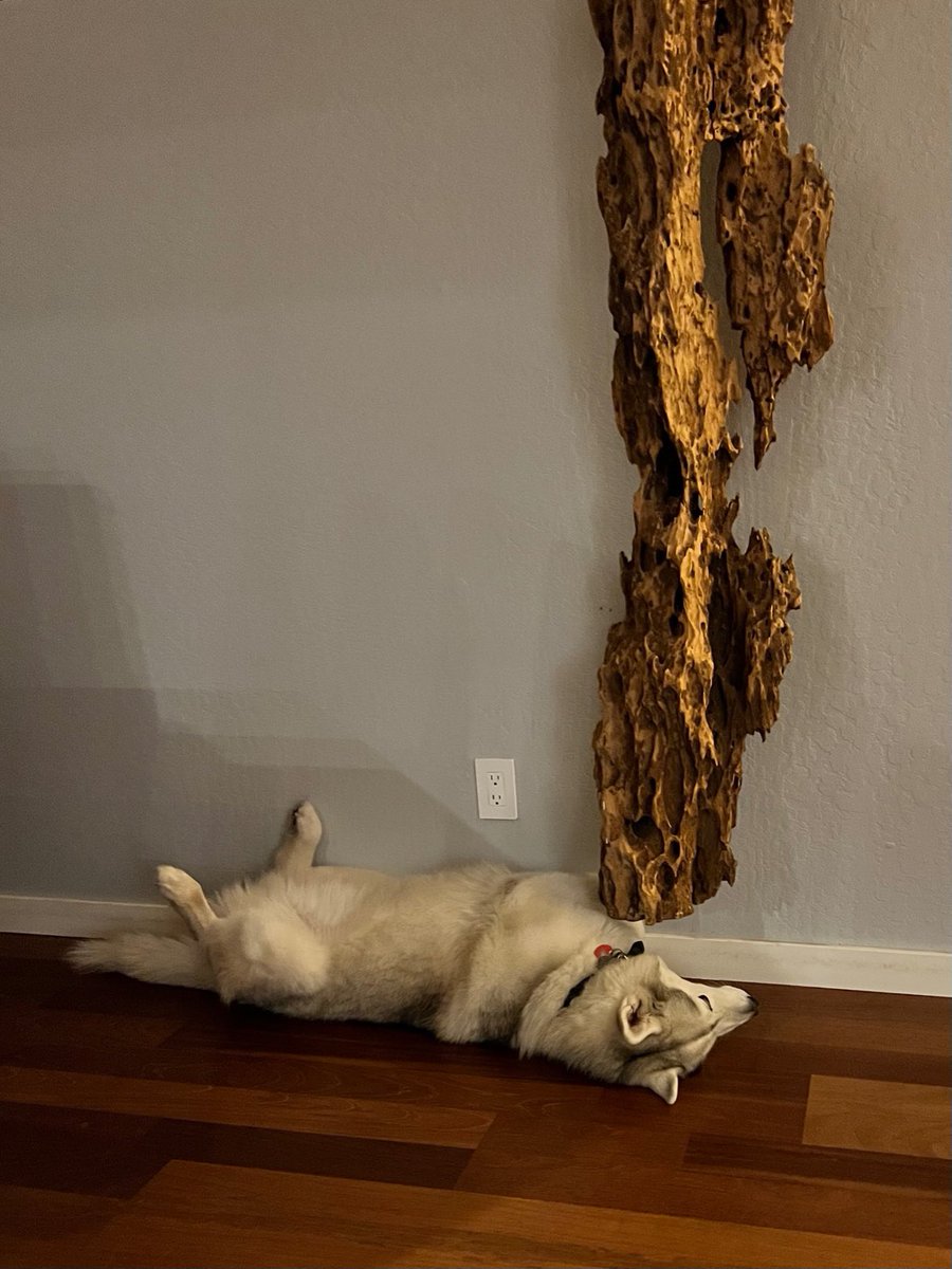 kathygori's tweet photo. @deannagmcdonald Y is not a letter in the husky alphabet #siberianhusky #DogsofTwittter #sibes https://t.co/p47zMoBijH