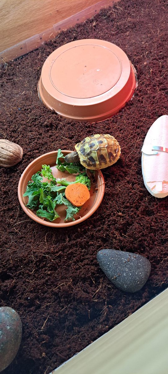 SoobyDooby182's tweet photo. Introducing... ickle Barry 😍 https://t.co/NKEuXyaSkF