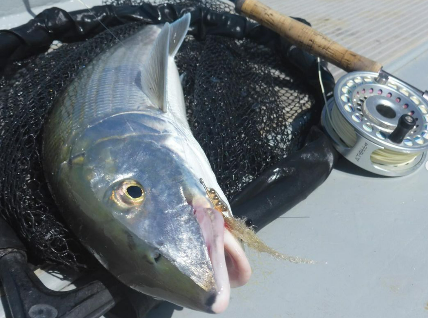 Saltwateronfly's tweet photo. Cool Shot
@moanaflies
#bonefishflies #bonefish #flyonly #bonefishing #saltwatetflyfishing #newcaledoniawildlife https://t.co/Z0OUKoGKWo