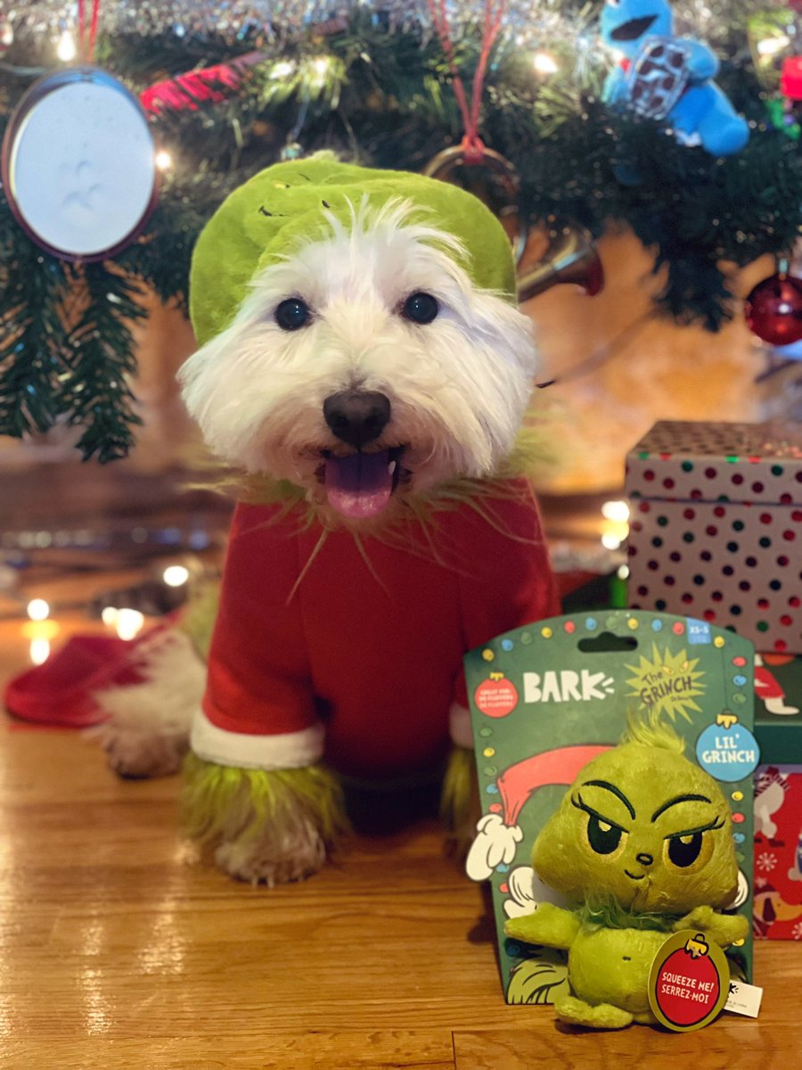 Cutest little Grinch! My heart grew three💗 sizes that day! #DogsofTwittter #doglovers #dogs #Grinch #bark #BarkBox #AnythingForPets #Christmas #SaturdayFun @PetSmart @barkbox