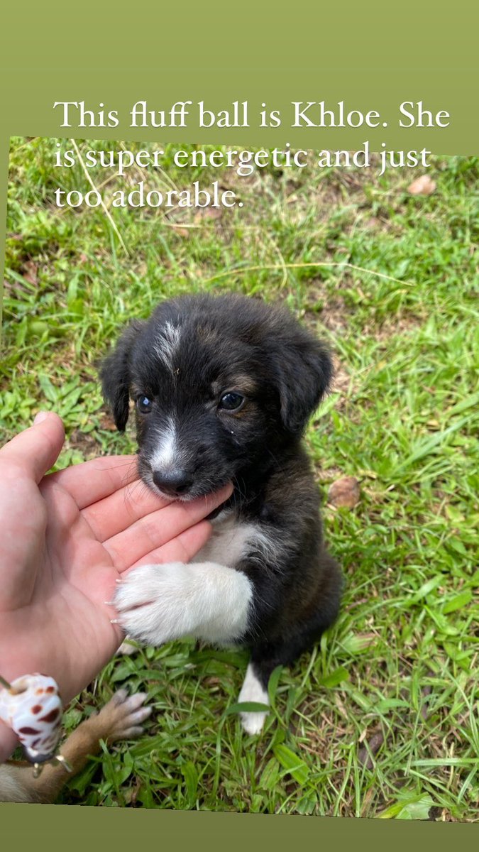 Manonboivert's tweet photo. Bula everyone, I recently rescued these puppies off the middle of the road and I am looking for good homes. Please look at the photos for descriptions. We would require you to have a fenced in or safe property and provide medical care. Please repost xx https://t.co/tNscUxqhoi