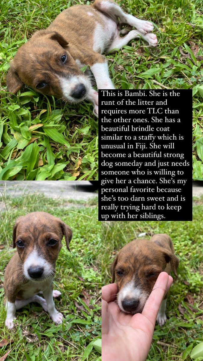Manonboivert's tweet photo. Bula everyone, I recently rescued these puppies off the middle of the road and I am looking for good homes. Please look at the photos for descriptions. We would require you to have a fenced in or safe property and provide medical care. Please repost xx https://t.co/tNscUxqhoi