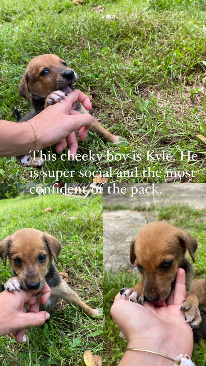Manonboivert's tweet photo. Bula everyone, I recently rescued these puppies off the middle of the road and I am looking for good homes. Please look at the photos for descriptions. We would require you to have a fenced in or safe property and provide medical care. Please repost xx https://t.co/tNscUxqhoi