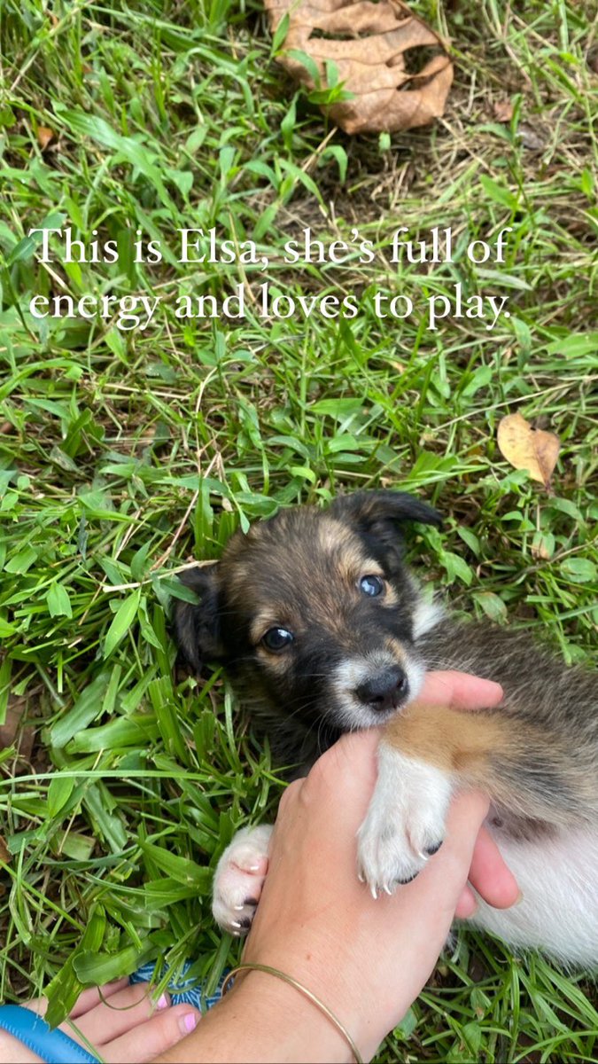 Manonboivert's tweet photo. Bula everyone, I recently rescued these puppies off the middle of the road and I am looking for good homes. Please look at the photos for descriptions. We would require you to have a fenced in or safe property and provide medical care. Please repost xx https://t.co/tNscUxqhoi