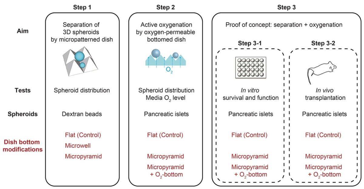KMShang's tweet photo. When islets are cultured in a micropyramid-patterned and oxygen-permeable bottomed dish, transplanting these islets into immunodeficient diabetic mice exhibited significantly improved engraftment to achieve euglycemia compared to islets cultured in the conventional culture wells. https://t.co/aWka2DqlCH