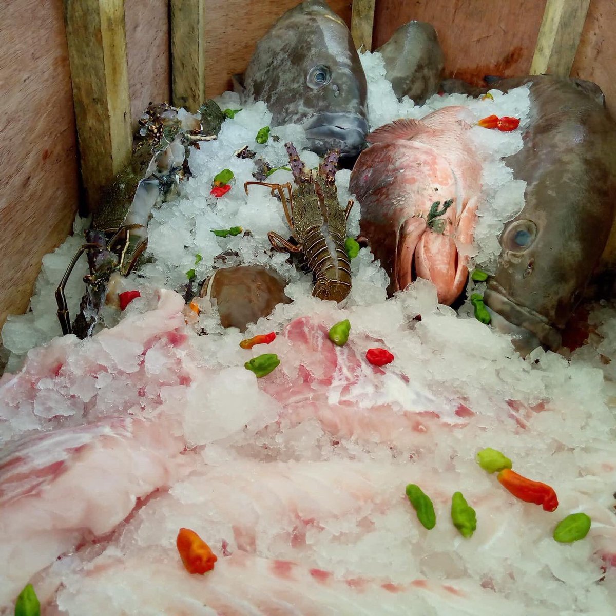 FaboliKamara's tweet photo. Fresh seafood market ; 19th st beach ; on ice ; local fisheries #seafood #Liberia #seafoodmarket #seafoodtrading #seafoodtrader #freshseafood #lobster #crab #rockfish #fillet #seafoodtrade #foodsecurity #nationaltrade #commoditytrade #foodtrader #exchange https://t.co/x3jcadkQsg