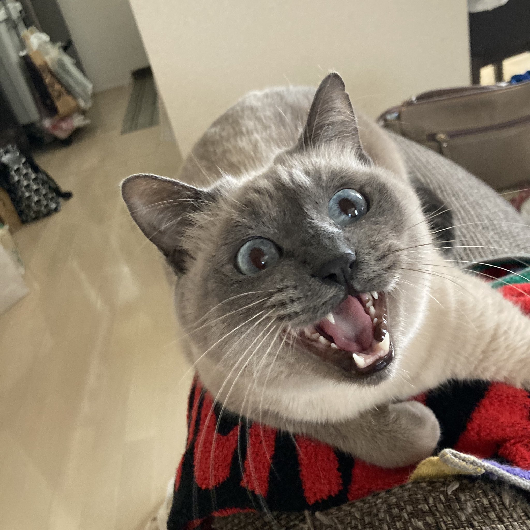猫大好きフリスビー Nicofuji0101 Twitter