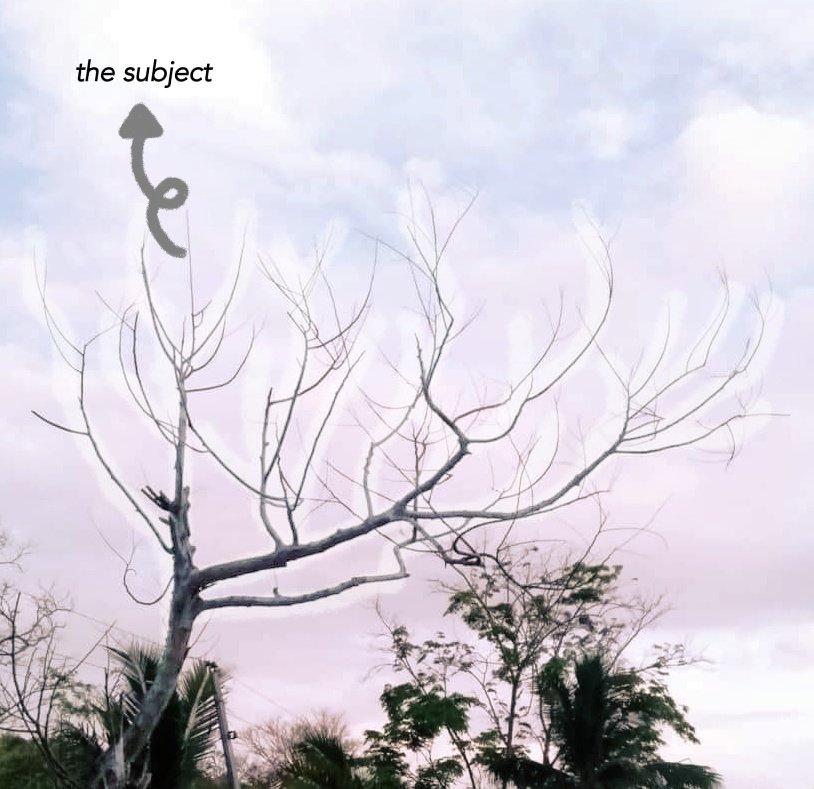 study_w_bee's tweet image. 🖼️🎶 - 🌲 - 👧📸