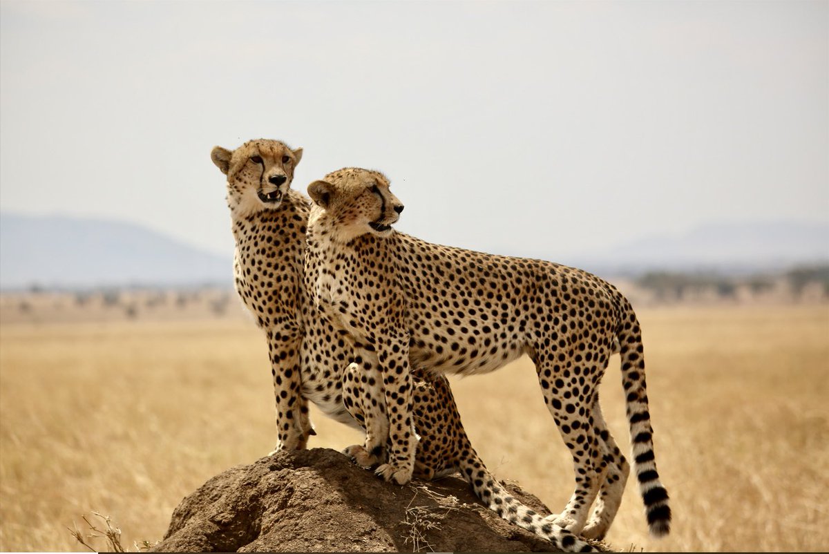 Happy International Cheetah Day..!! #serengeticheetahs #spottycats #cheetahswemonitor @SarahMDurant @OfficialZSL @hmk_oneill @TimRBDavenport @AnneWHilborn @CCIAfrica