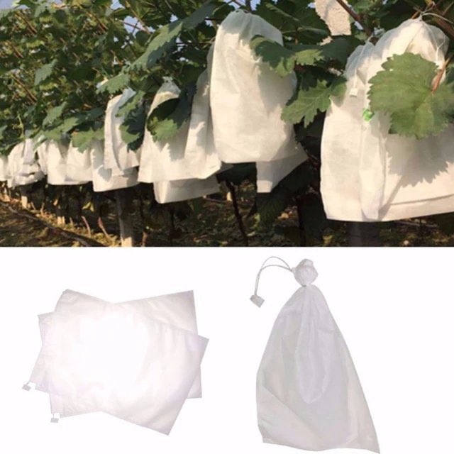 baderalharthy's tweet photo. @Fig_varieties_E الأهم من ذلك، حماية الثمار من ذبابة الفاكهة بتغطيتها بأكياس قماش خفيفة تسمح بدخول الضوء وتحمي الثمار من ذبابة الفاكهة بشكل كبير (بدلاً من استخدام المبيدات الكيميائية). https://t.co/VV7KjZ7PGV