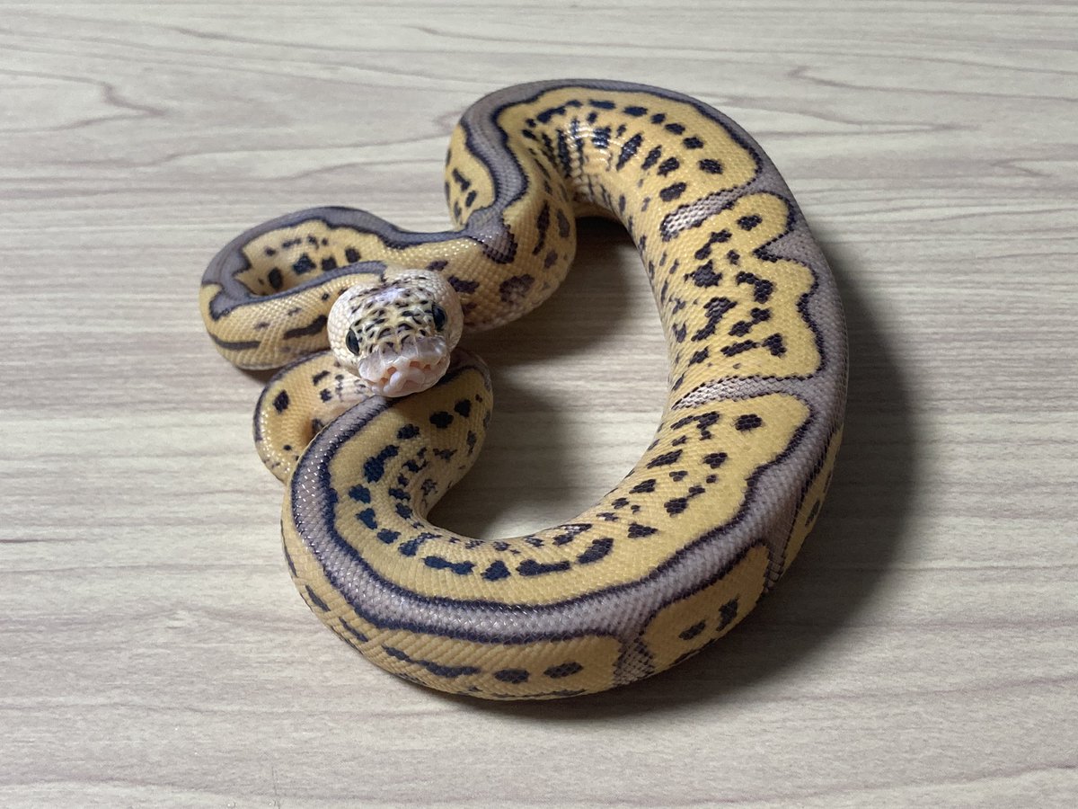 Python55485135 tweet picture