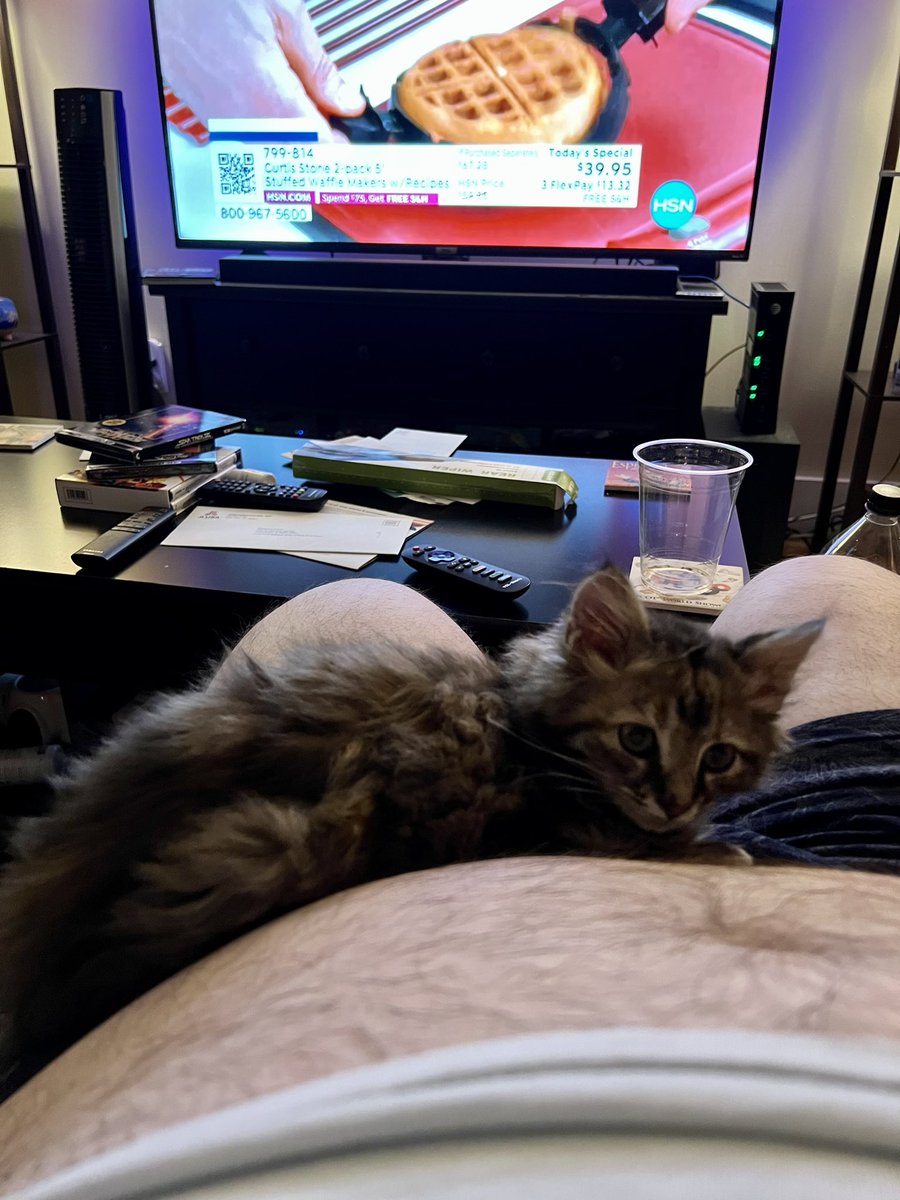 INDrob83's tweet image. Tummy kitten.