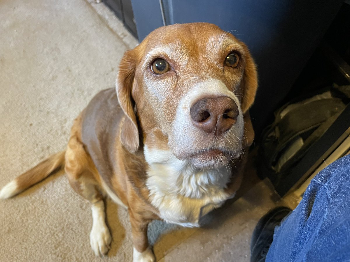 My sisfur is 9 years old today. This is her “if I look pitiful they’ll give me treats” face.