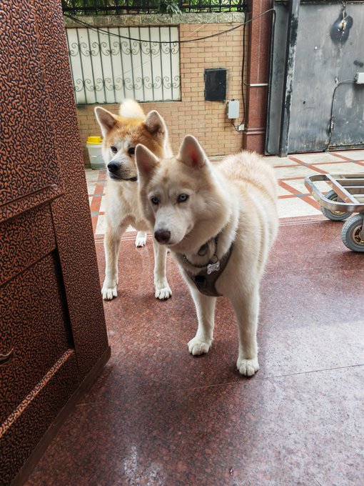 Well yes, we have had "A" walk today but you see it's almost 12pm and our Japanese security consultant