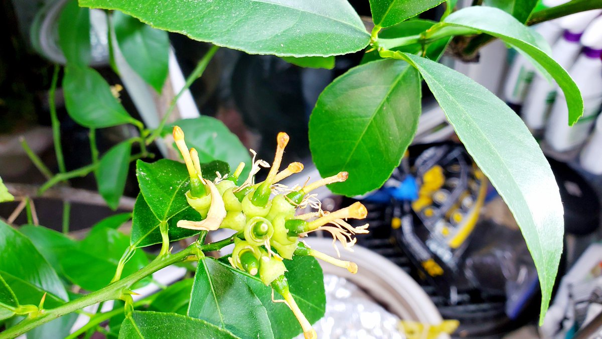 Atheen_'s tweet photo. It's December. The Meyer lemon trees were pruned aggressively, and brought in for the winter.
I don't think they got the memo, this year. They are blooming and fruiting like crazy... 🤪
Smells e-mail in the whole house, though. ❤️
#DeckGardening #ContainersPlanting https://t.co/BYyWzwNJg5