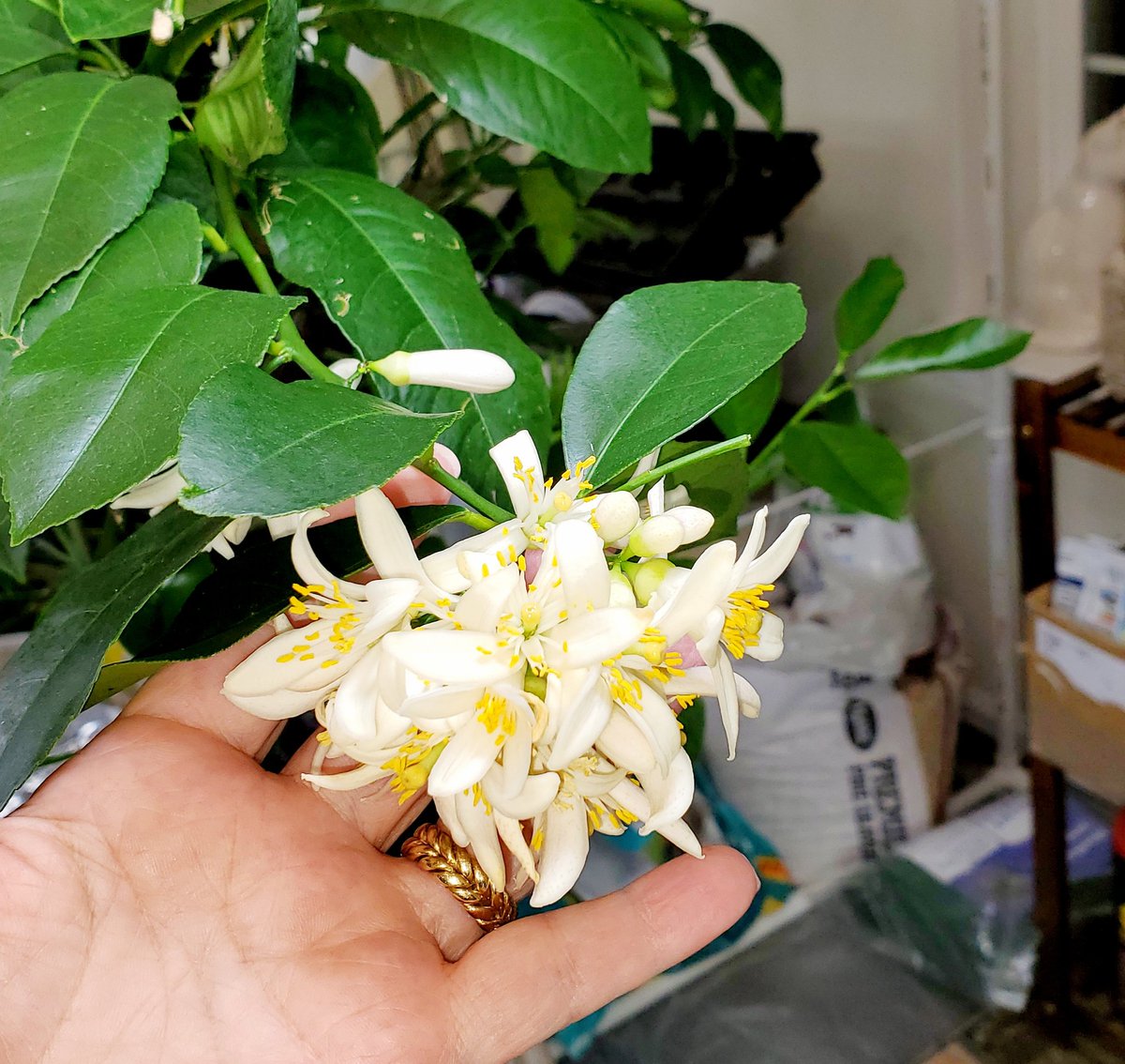 Atheen_'s tweet photo. It's December. The Meyer lemon trees were pruned aggressively, and brought in for the winter.
I don't think they got the memo, this year. They are blooming and fruiting like crazy... 🤪
Smells e-mail in the whole house, though. ❤️
#DeckGardening #ContainersPlanting https://t.co/BYyWzwNJg5