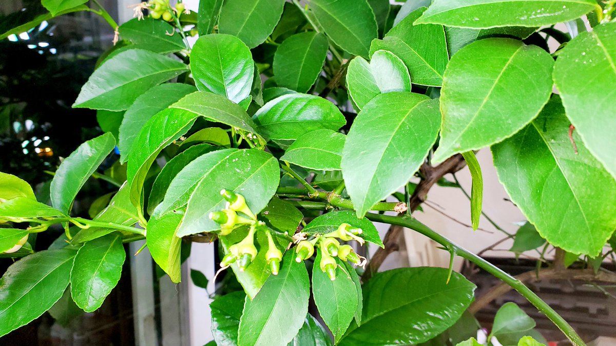 Atheen_'s tweet photo. It's December. The Meyer lemon trees were pruned aggressively, and brought in for the winter.
I don't think they got the memo, this year. They are blooming and fruiting like crazy... 🤪
Smells e-mail in the whole house, though. ❤️
#DeckGardening #ContainersPlanting https://t.co/BYyWzwNJg5